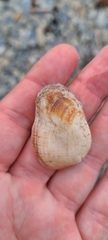 Barbatia novaezealandiae