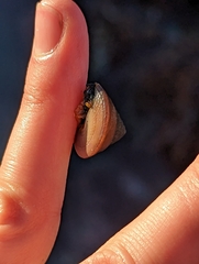 Calliostoma