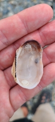 Barbatia novaezealandiae
