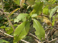 Spermadictyon suaveolens