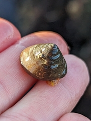 Calliostoma