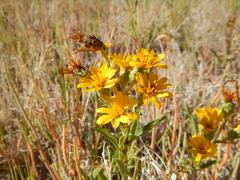 Pyrrocoma lanceolata