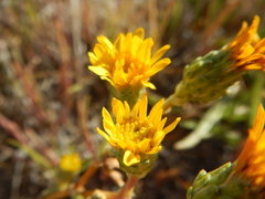 Pyrrocoma lanceolata