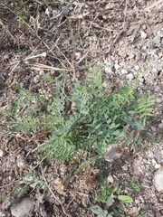 Vicia ludoviciana