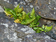 Asplenium obtusatum