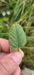 Convolvulus waitaha