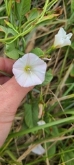 Convolvulus waitaha