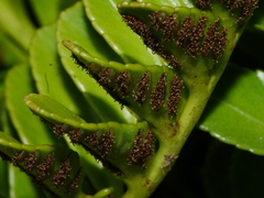 Asplenium obtusatum