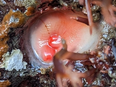 Cnemidocarpa finmarkiensis