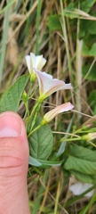 Convolvulus waitaha