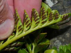 Asplenium obtusatum