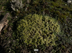 Racomitrium elongatum