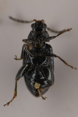 Phyllotreta