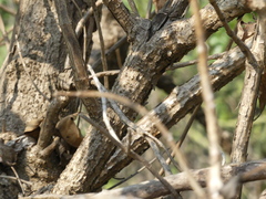 Spermadictyon suaveolens