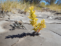 Nitrophila occidentalis