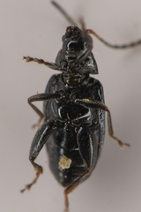 Phyllotreta