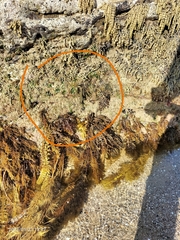 Dictyosphaeria sericea