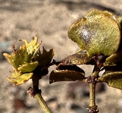 Asphondylia digitata