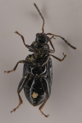 Phyllotreta