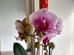 Phalaenopsis