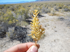 Nitrophila occidentalis
