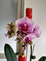 Phalaenopsis