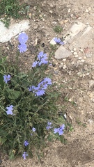 Cichorium intybus