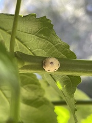 Ceroplastes sinensis