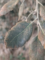 Quercus suber