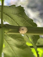 Ceroplastes sinensis