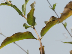 Spermadictyon suaveolens