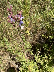 Salvia chamelaeagnea