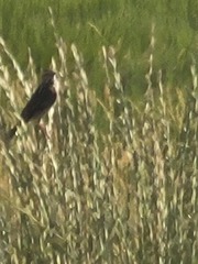 Passerculus sandwichensis