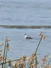 Aechmophorus clarkii