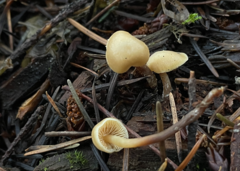 Galerina badipes