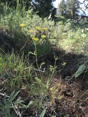 Lomatium