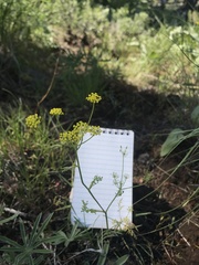 Lomatium