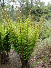 Dryopteris affinis cambrensis