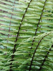 Dryopteris affinis cambrensis