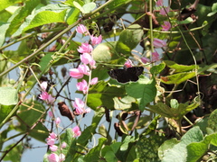 Erynnis tristis tatius