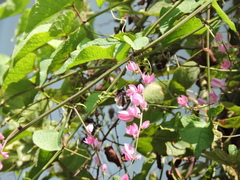 Erynnis tristis tatius