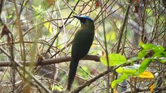 Momotus subrufescens