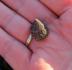 Calliostoma tricolor