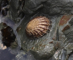 Cellana denticulata