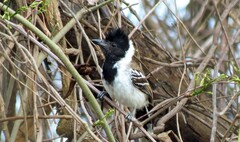 Thamnophilus bernardi