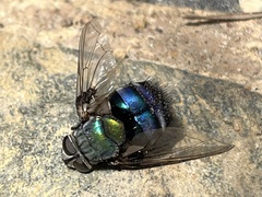 Rutilia
