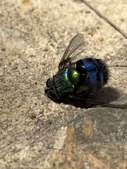 Rutilia