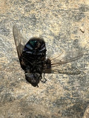 Rutilia