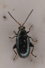 Phyllotreta