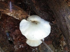Omphalotus nidiformis